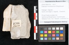 Foto (Objekt + Etikett) von Sclerotium minntissimum Ettingshausen (NHMW-GEO-2024-0188-6706)
